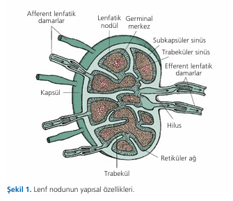 Immune system and protection from infections