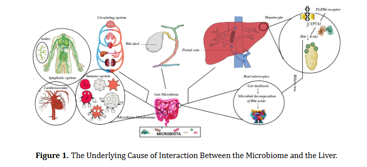 Targeting Microbiota and Liver Diseases: from Basic Prospective to Recent Advance Treatments