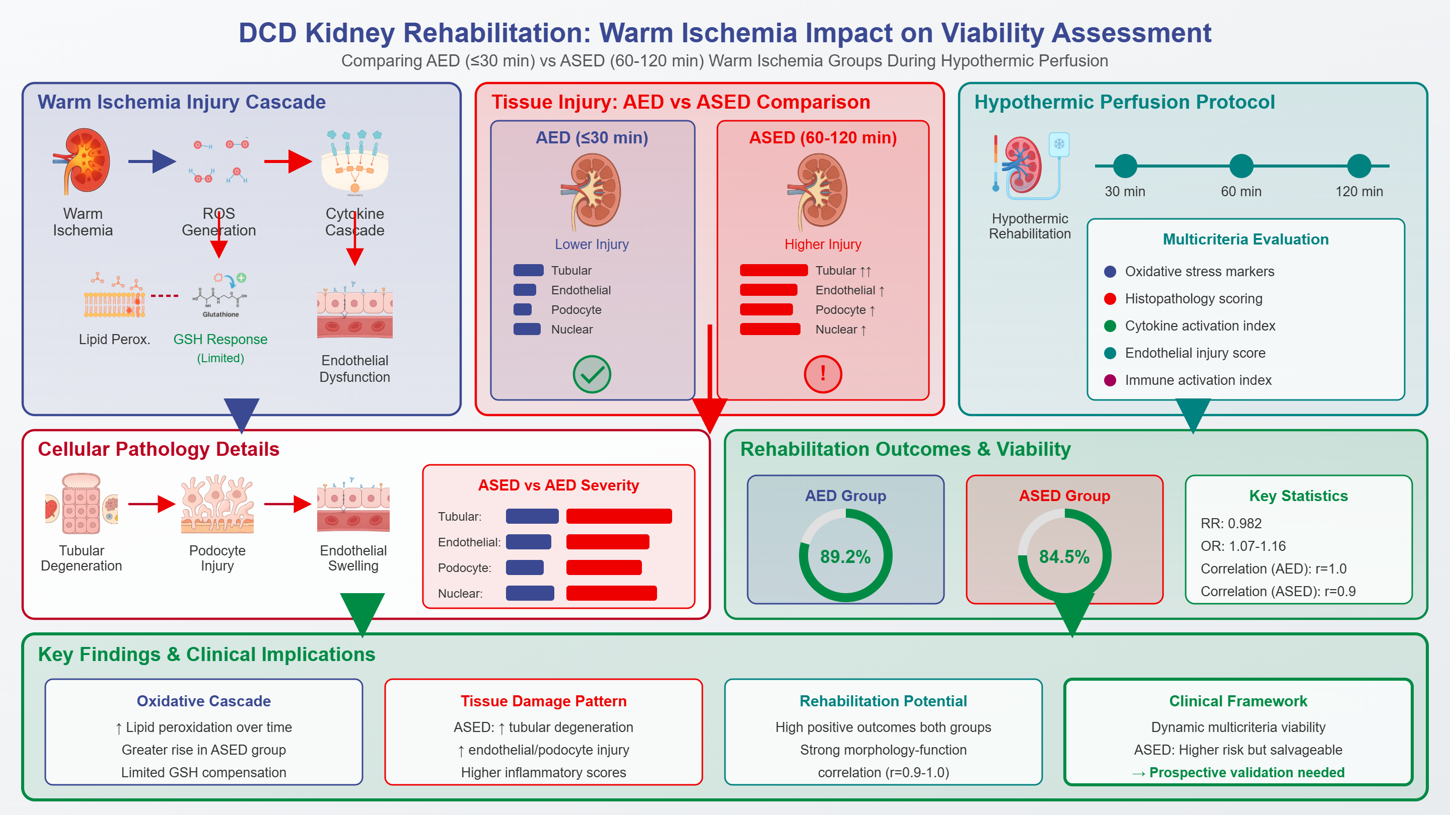 Morphofunctional and Immuno-Inflammatory Assessment of Renal Allografts from Asystolic Donors: A Multicriteria Model Comparing Early and Extended Warm Ischemia
