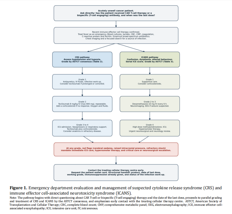 When the Living Drug Strikes Back: Cytokine Release Syndrome and Neurotoxicity from CAR T-Cell and Bispecific Therapies