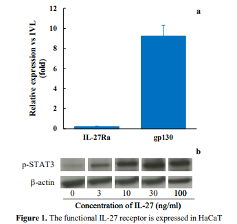 IL-27 regulates cytokine production as a double-edged sword in keratinocytes