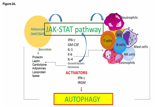 Harnessing the crosstalk of adipocytes, autophagy, and immune cells for immunotherapy in obesity