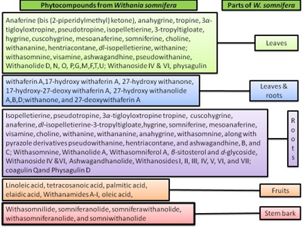 Immunomodulatory Phytocompounds from Withania somnifera (L.) Dunal (Ashwagandha) Against COVID-19